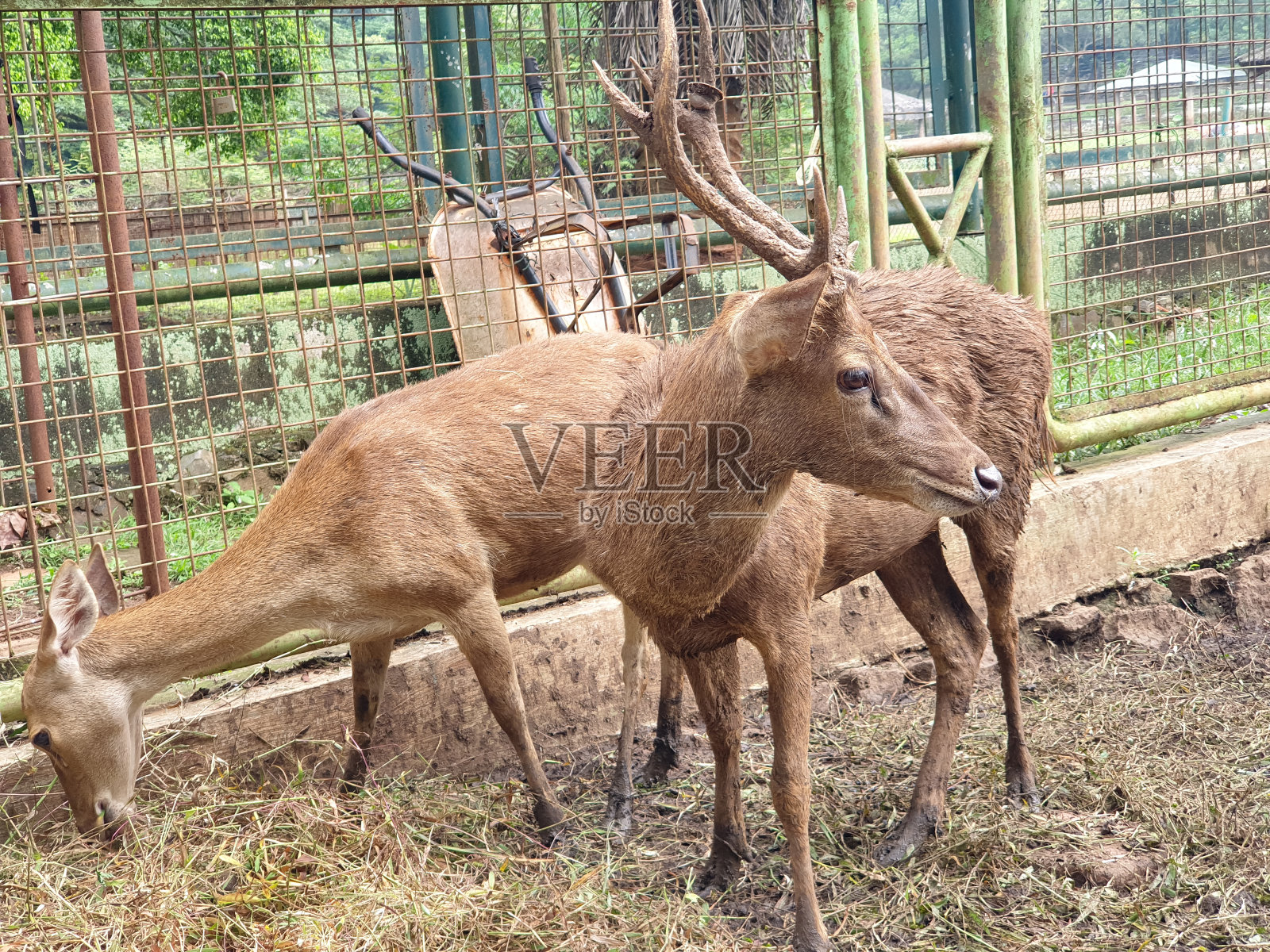 桑巴尔亲爱的照片摄影图片