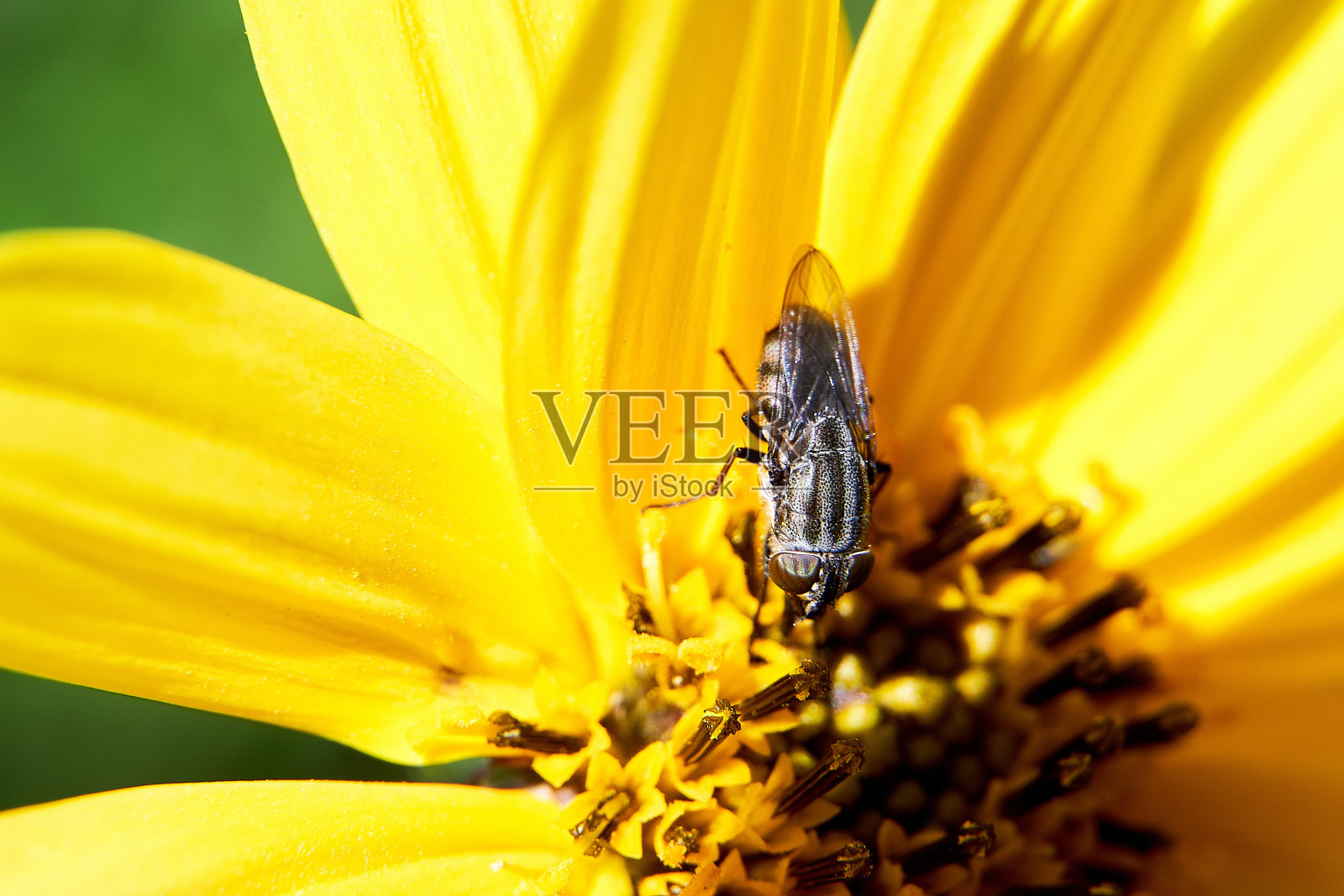 黄花上一只苍蝇的微距镜头照片摄影图片