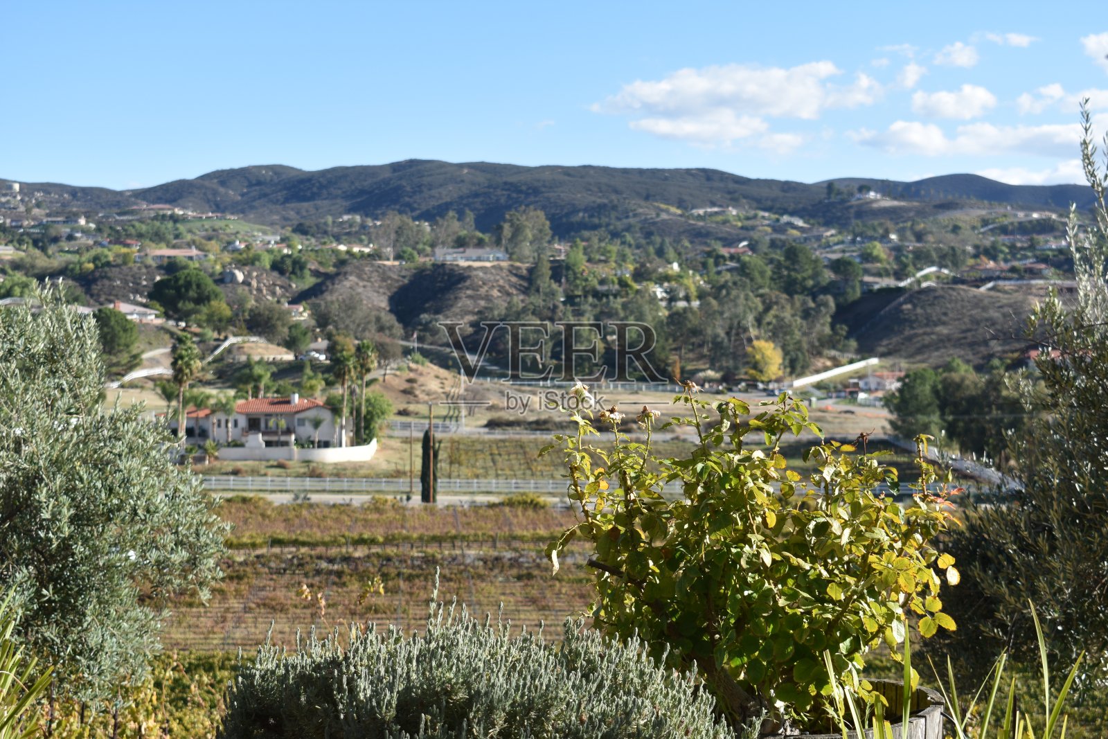 美国密歇根州，一个阳光明媚的日子，葡萄园被群山环绕照片摄影图片
