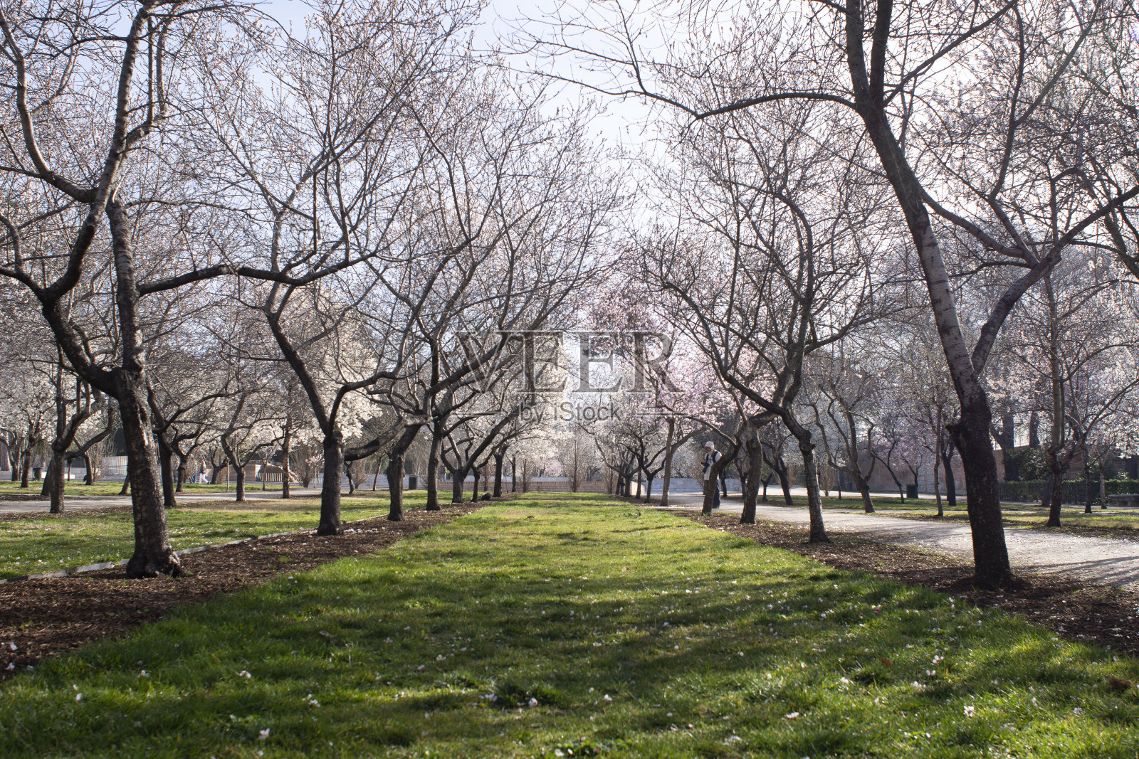 早春公园，一排排光秃秃的树木和新鲜的草坪照片摄影图片