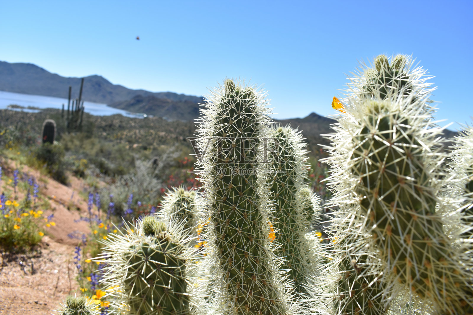 仙人掌的特写与巴特利特湖和索诺兰沙漠景观为背景照片摄影图片