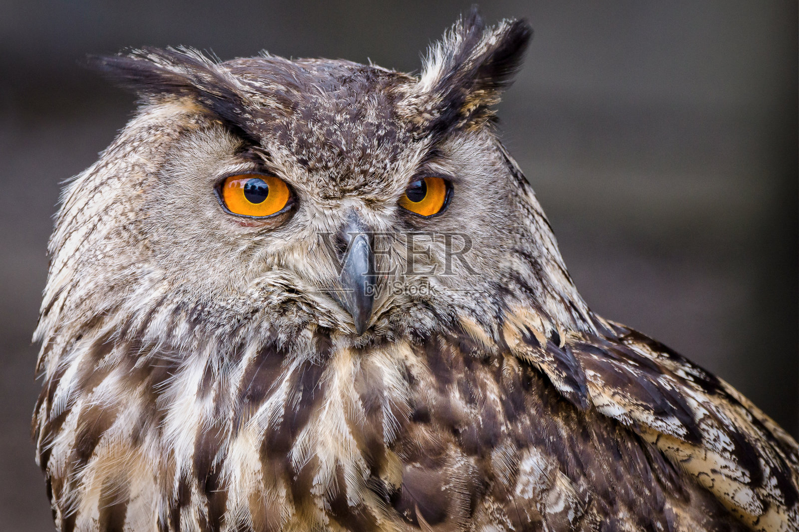 一只黄色眼睛的猫头鹰的选择性聚焦镜头照片摄影图片