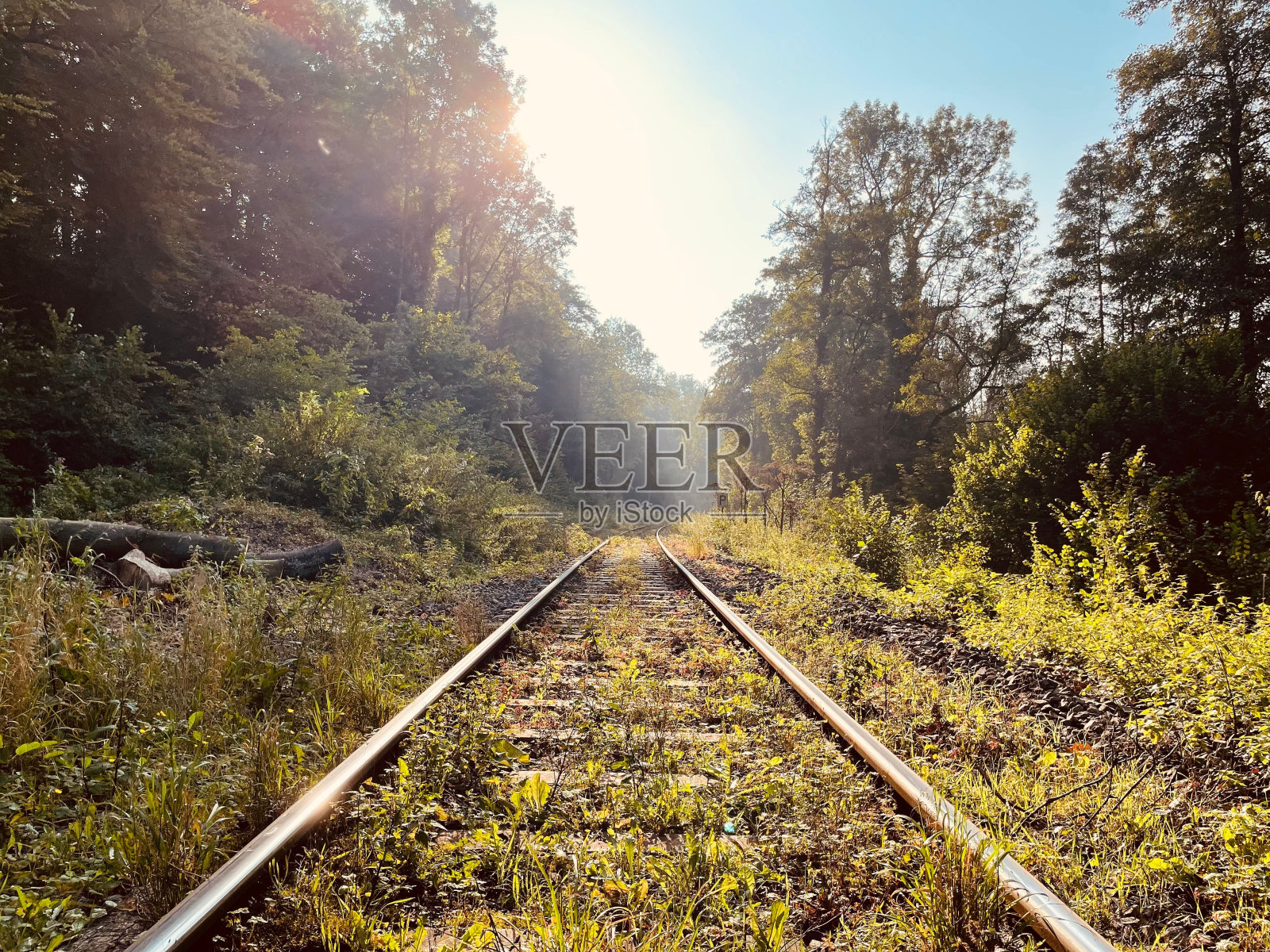 森林里的铁路特写照片摄影图片