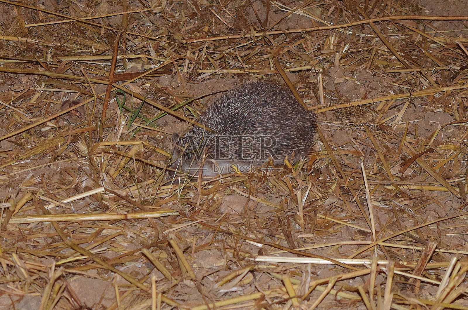 棕色田野里一只流浪刺猬的特写镜头照片摄影图片