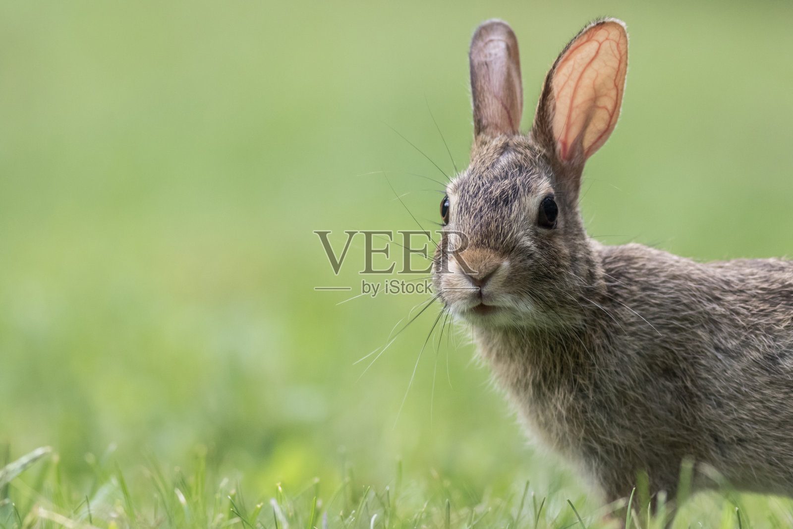 一只可爱的灰色兔子的特写镜头照片摄影图片