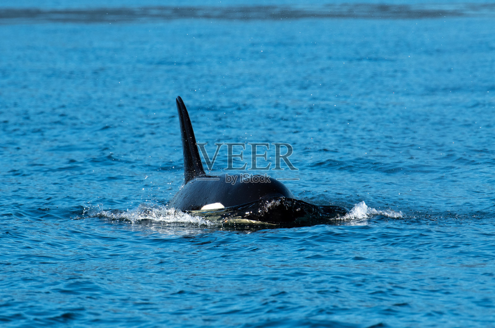 虎鲸(Orcinus Orca)，在加拿大卑斯省温哥华岛坎贝尔河附近照片摄影图片