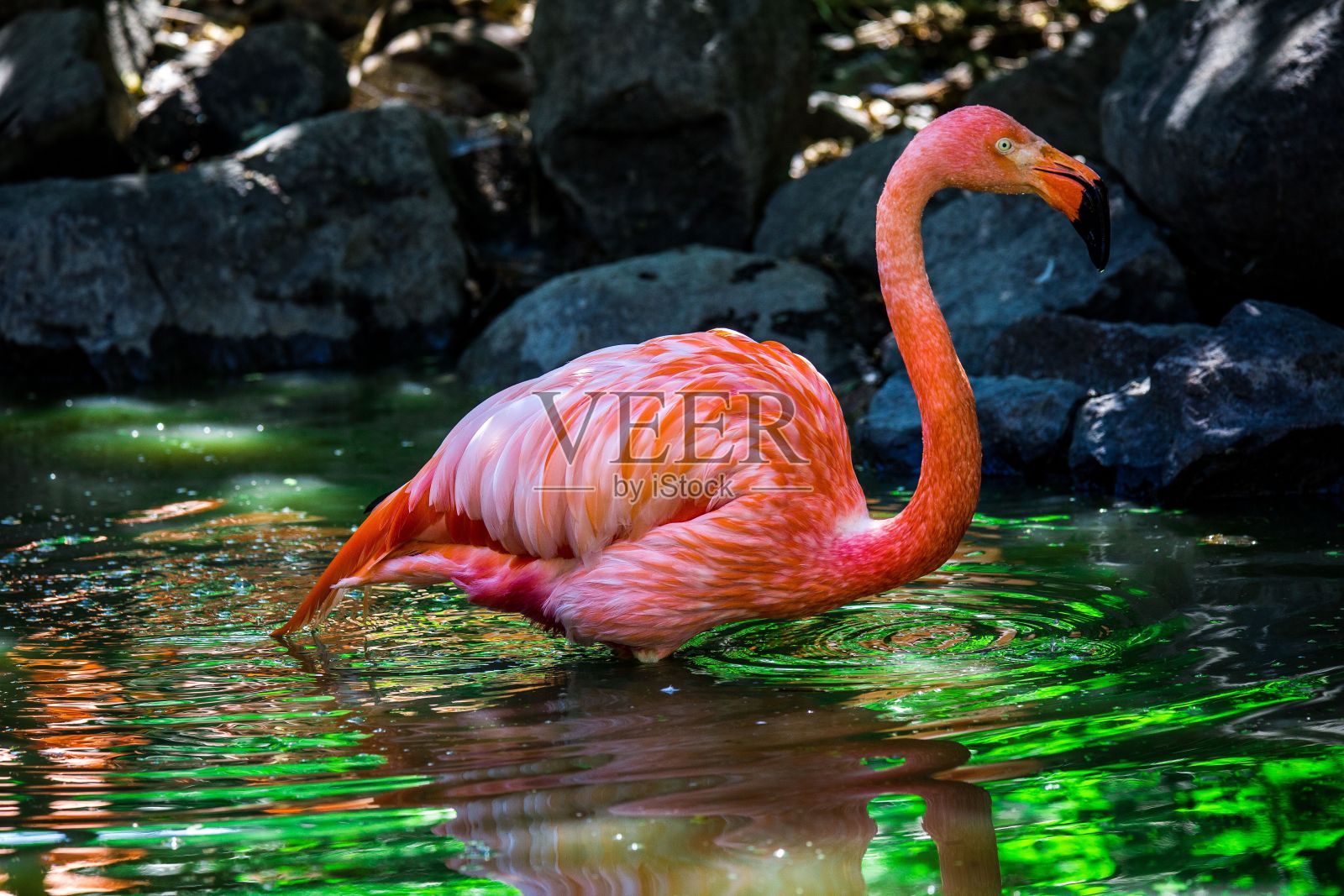 一只大火烈鸟在水中游泳的特写镜头，背景是岩石照片摄影图片