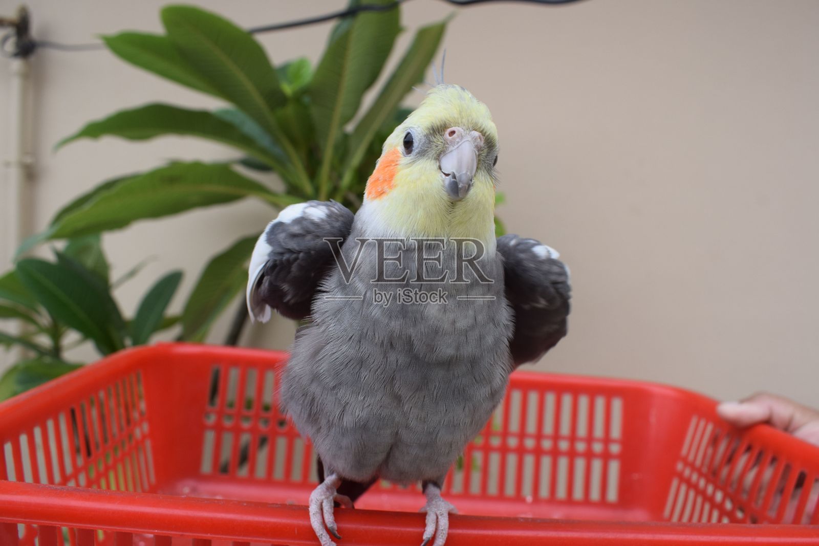 一只鹦鹉或一只奇怪的鸟栖息在室内的塑料盒子上的特写照片摄影图片