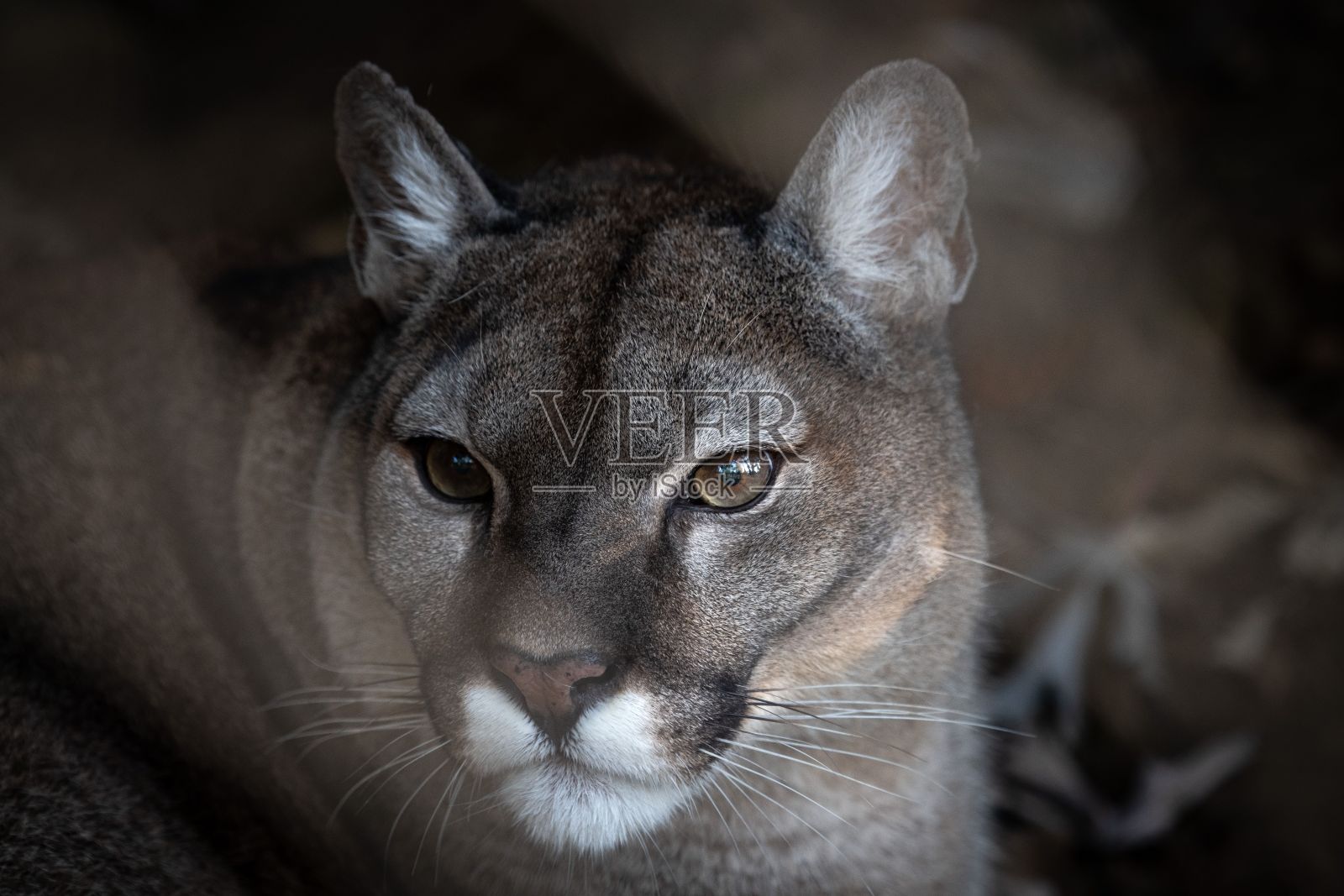 特写镜头的灰色美洲狮模糊的背景照片摄影图片