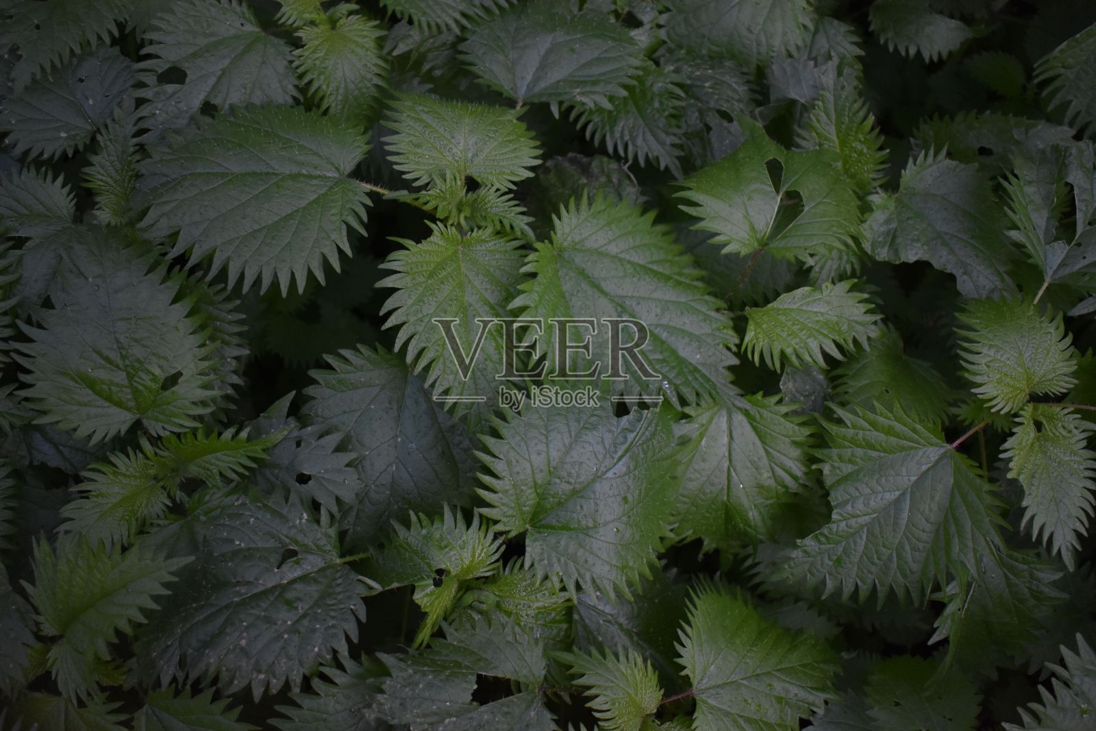 绿色普通荨麻叶或荨麻(荨麻)特写照片摄影图片
