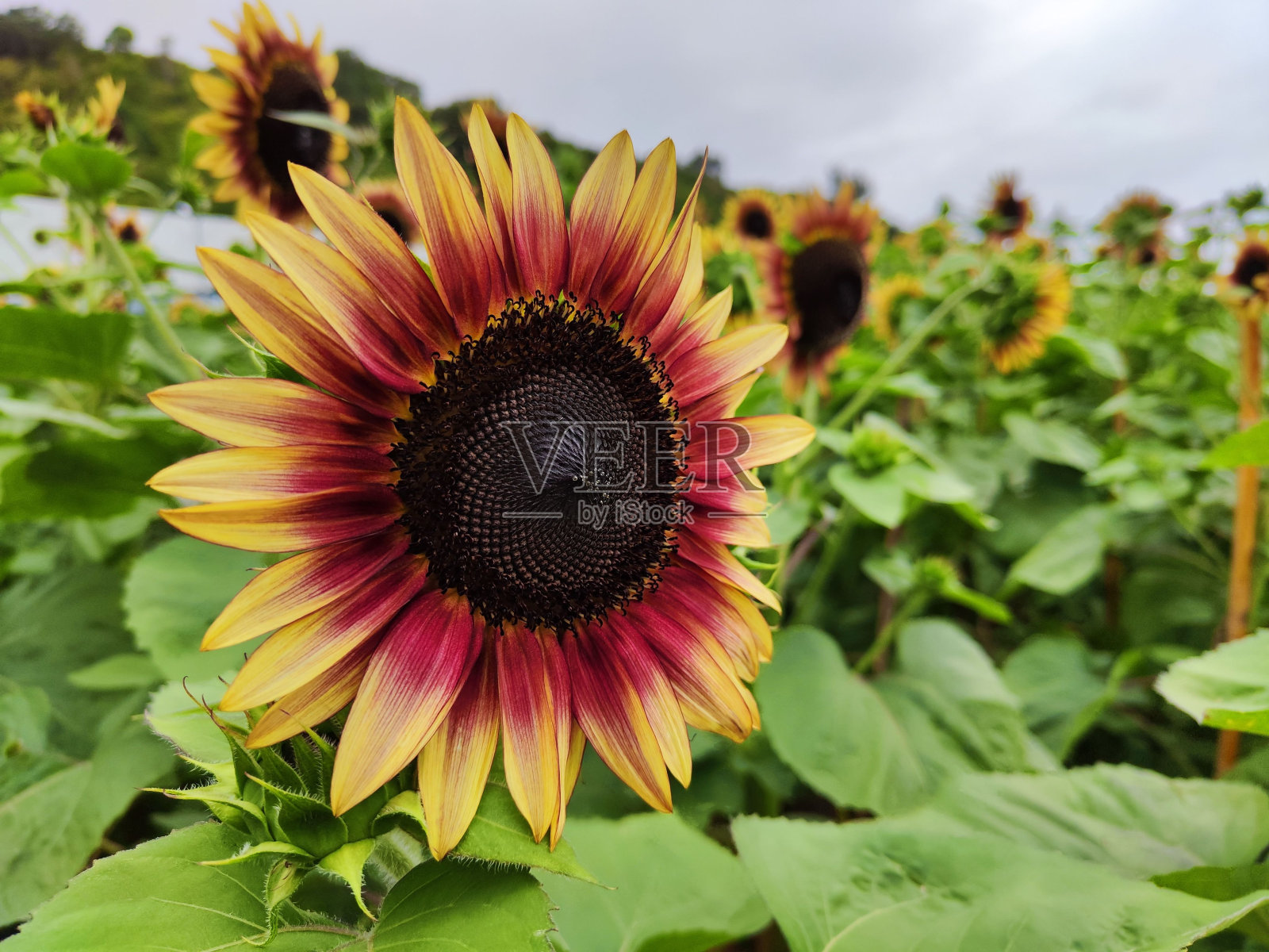 在一个阴沉的日子，向日葵地里的向日葵特写照片摄影图片