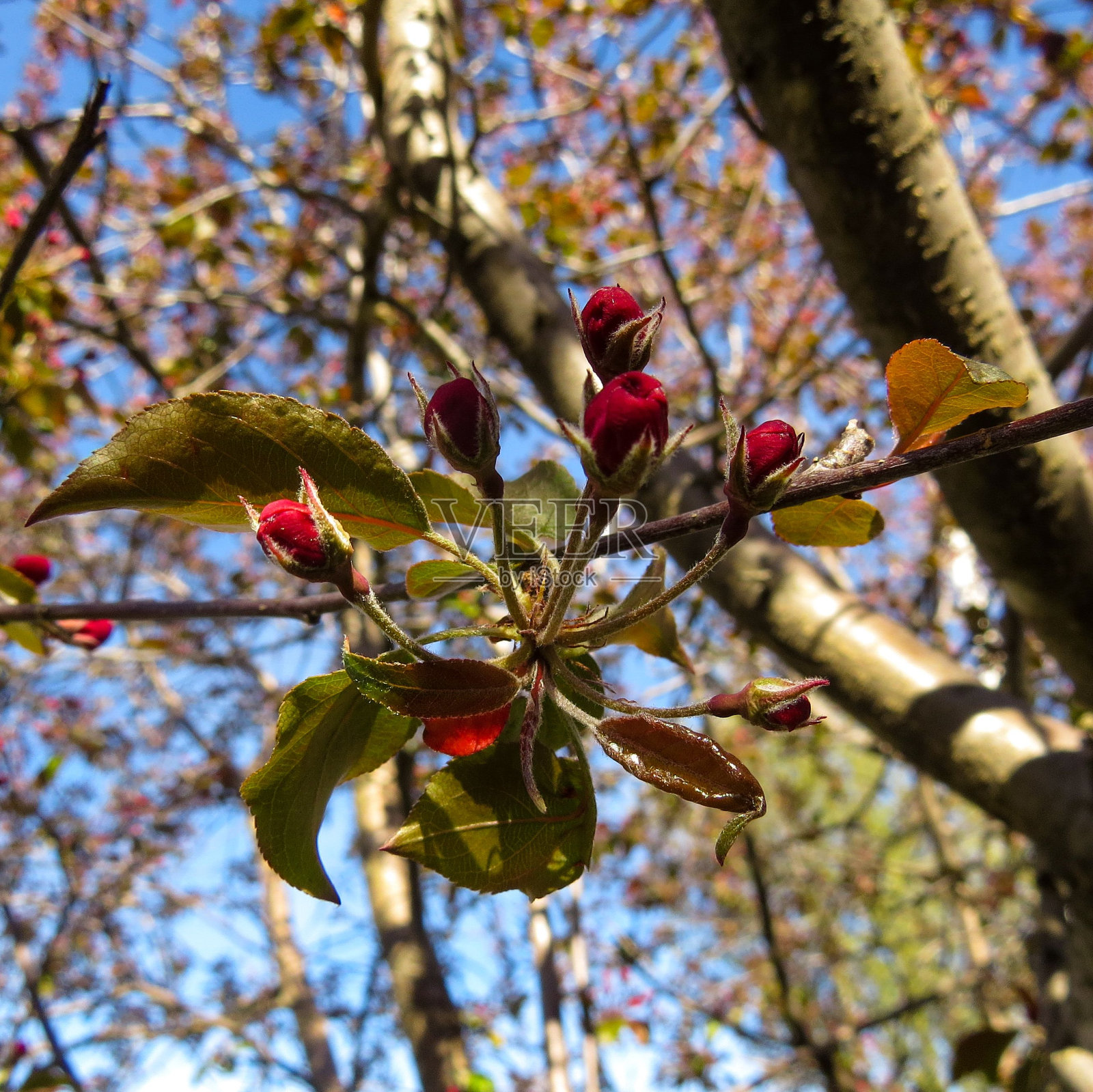 苹果花蕾的特写照片摄影图片
