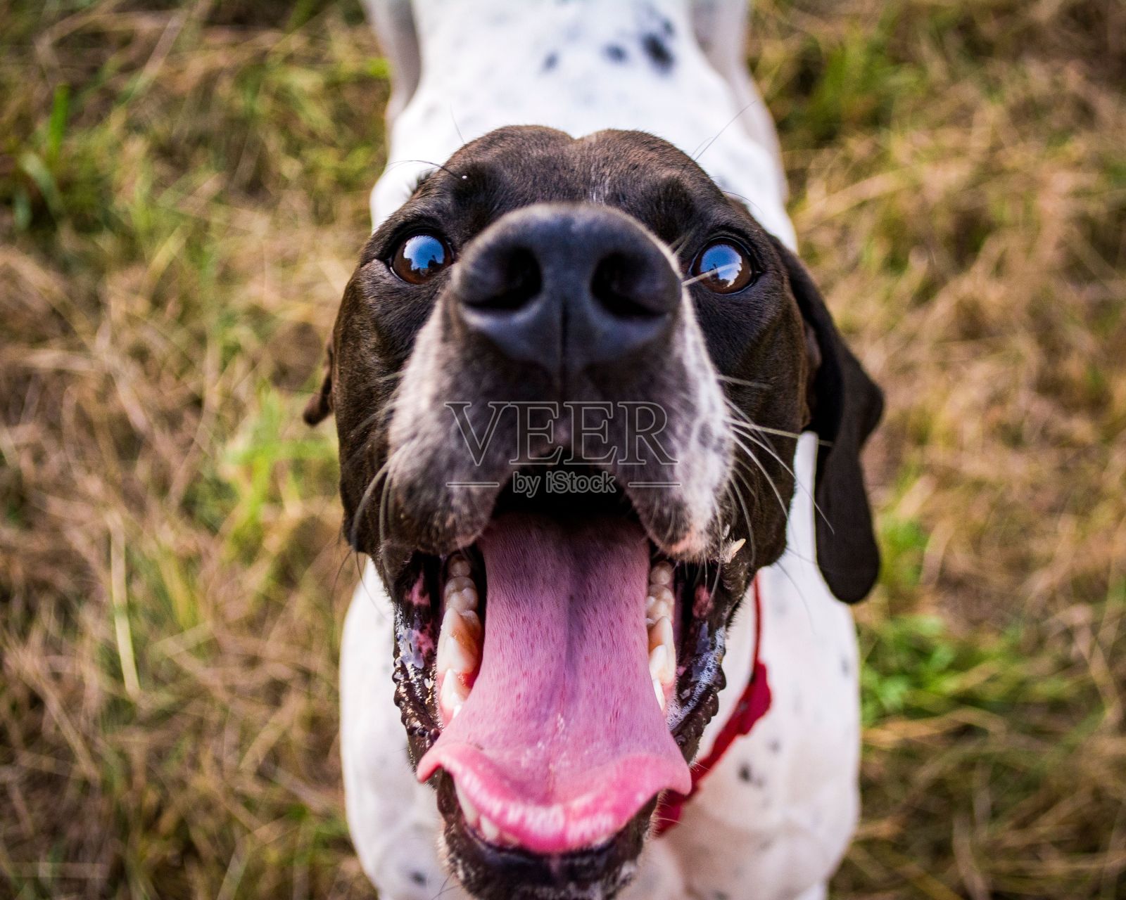 英国猎狗的肖像照片摄影图片