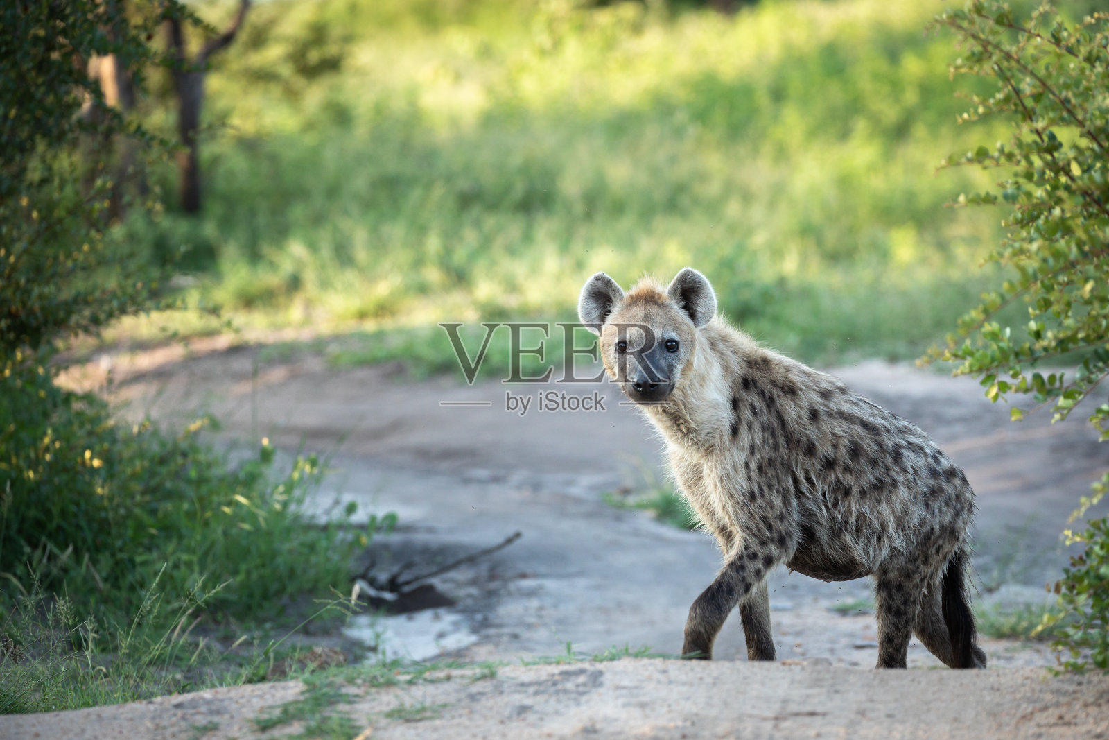 孤独的鬣狗走在绿草环绕的路上照片摄影图片