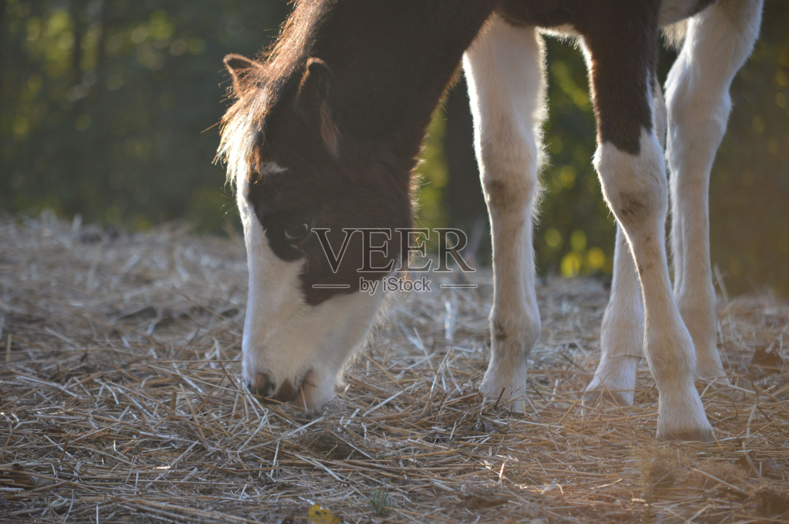吃草的白马和黑马特写照片摄影图片