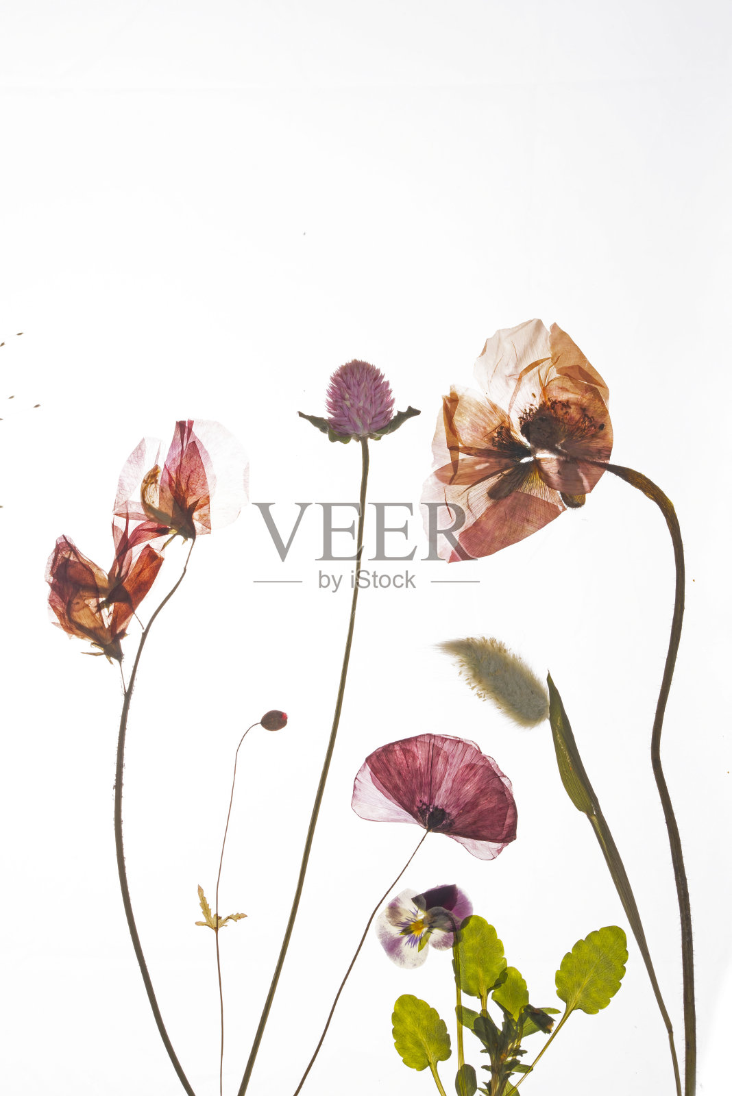 压春夏花，红紫相间。照片摄影图片