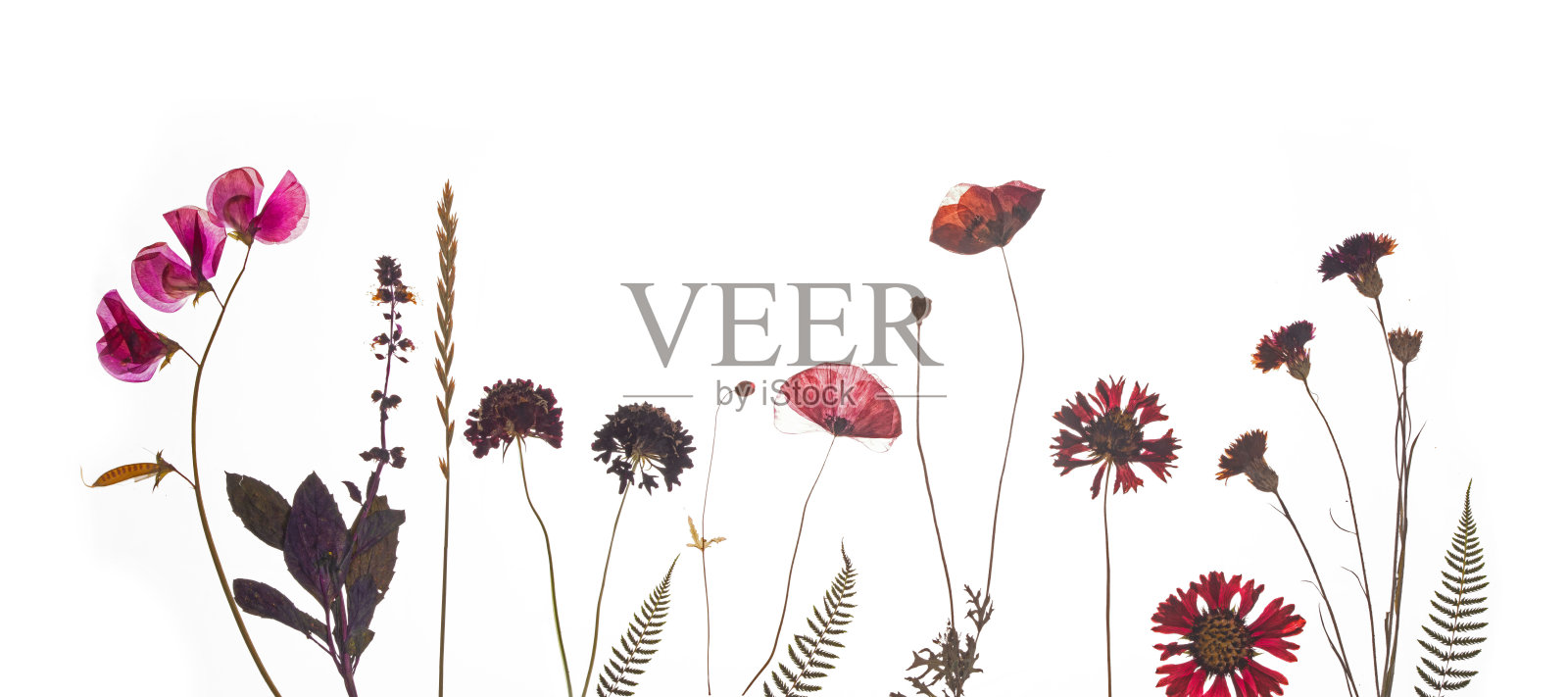 压春夏花，红紫相间。照片摄影图片