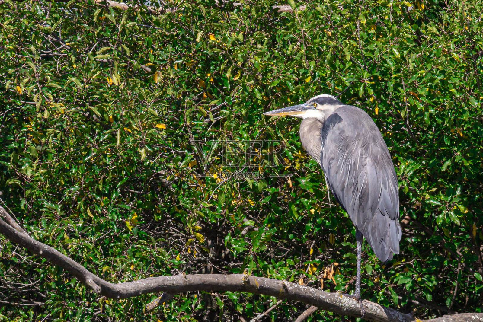 白天，一只灰色的苍鹭栖息在森林里的树枝上照片摄影图片