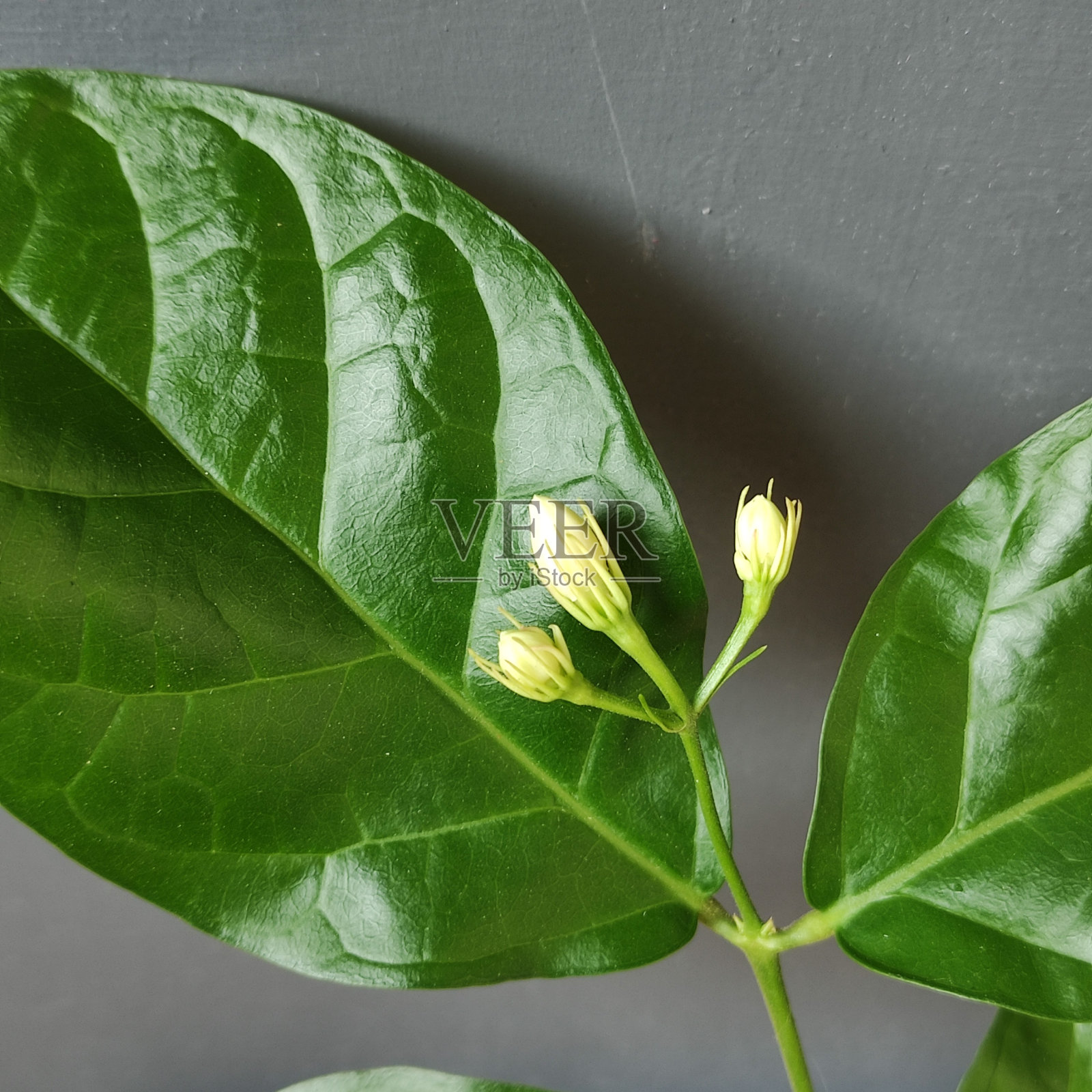 茉莉花照片摄影图片