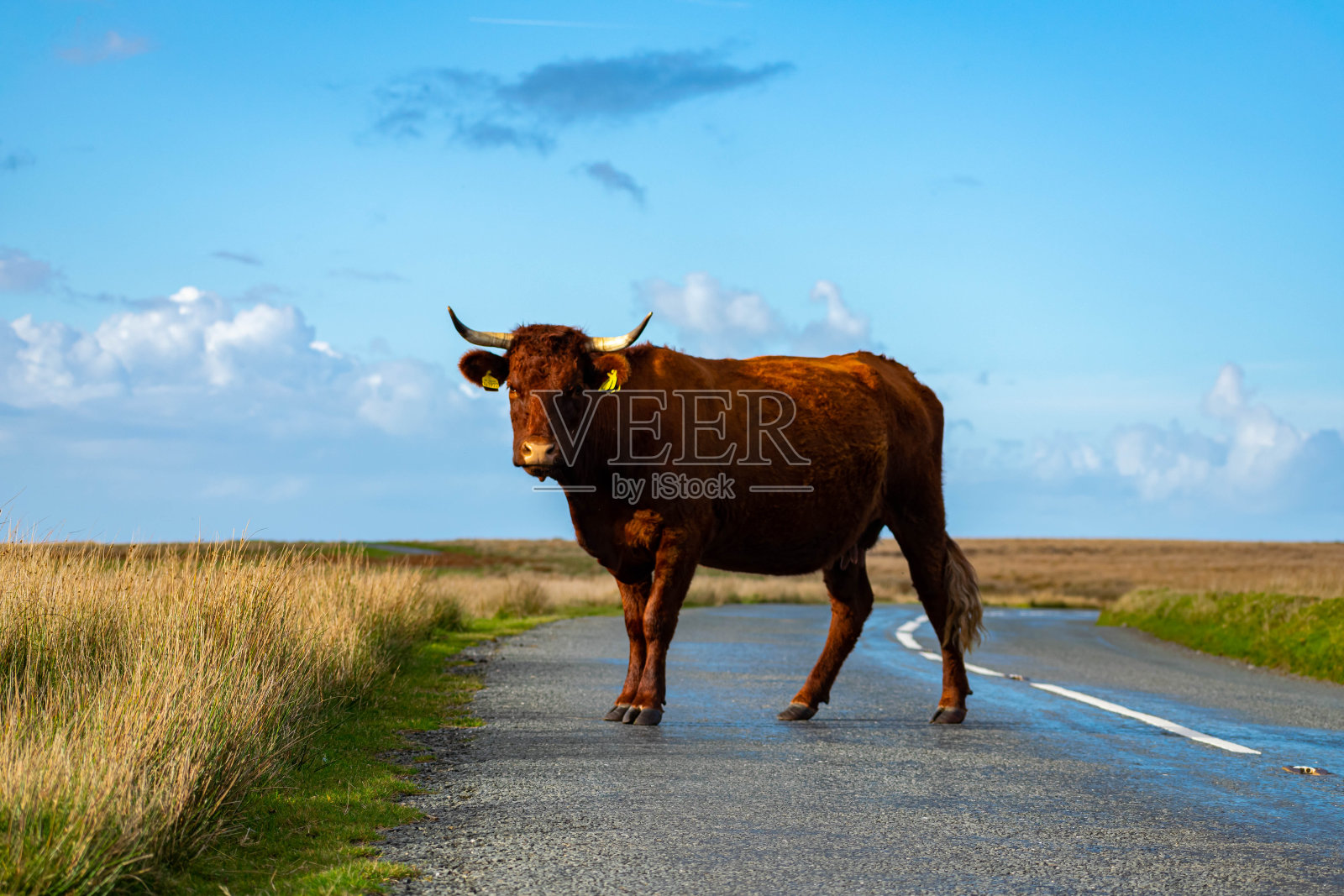 埃克斯穆尔高地牛照片摄影图片