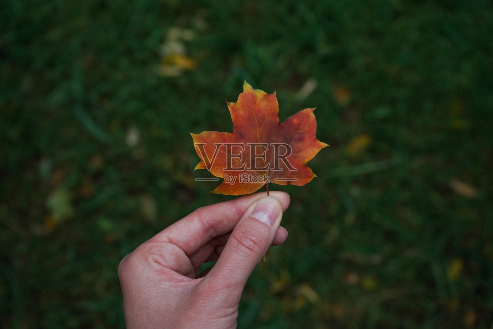 一位年轻女子的手拿着一片秋天的黄叶，背景是秋天的树木。照片摄影图片