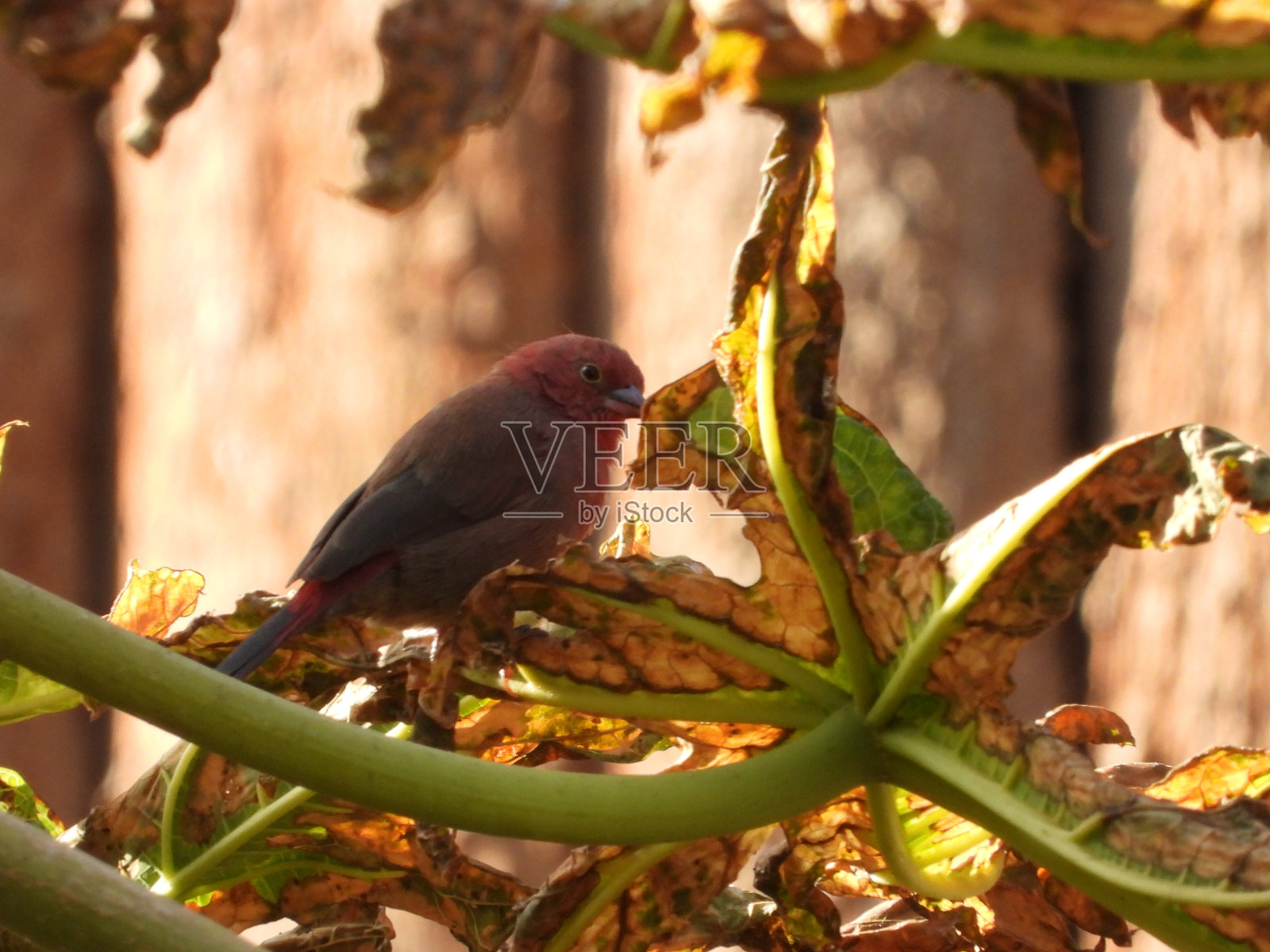非洲firefinch照片摄影图片