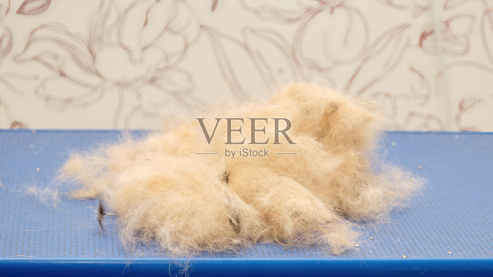 宠物梳妆台上的死毛特写。在动物蜕皮。选择性聚焦照片摄影图片