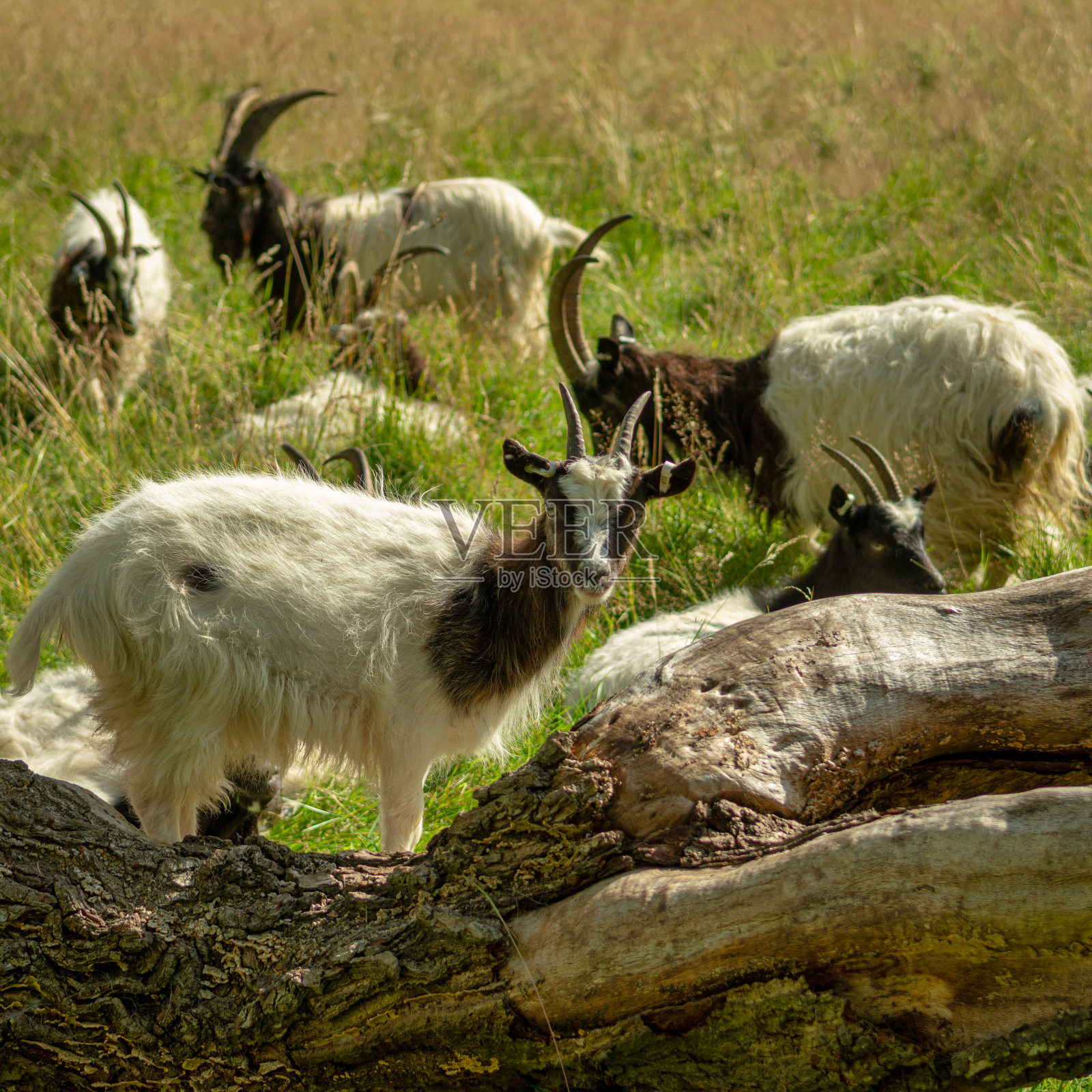 山羊照片摄影图片