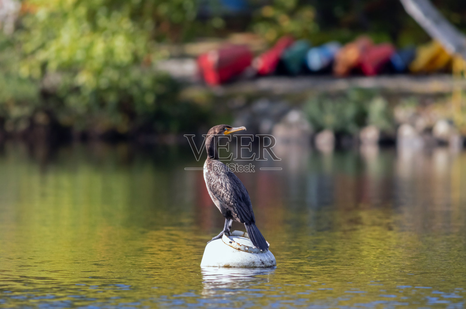 在一个平静的早晨，五颜六色的皮划艇停在一棵桦树旁，等待着冒险照片摄影图片