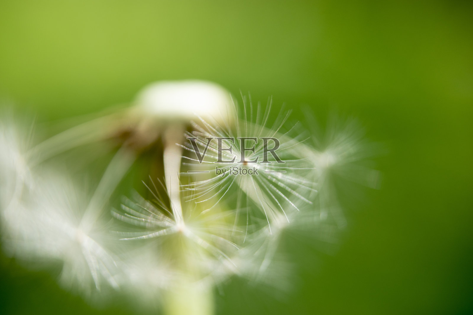 野生自然照片摄影图片