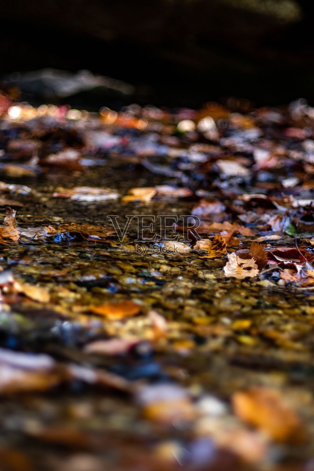 选择焦点拍摄浅水坑周围的干燥落彩色秋叶照片摄影图片