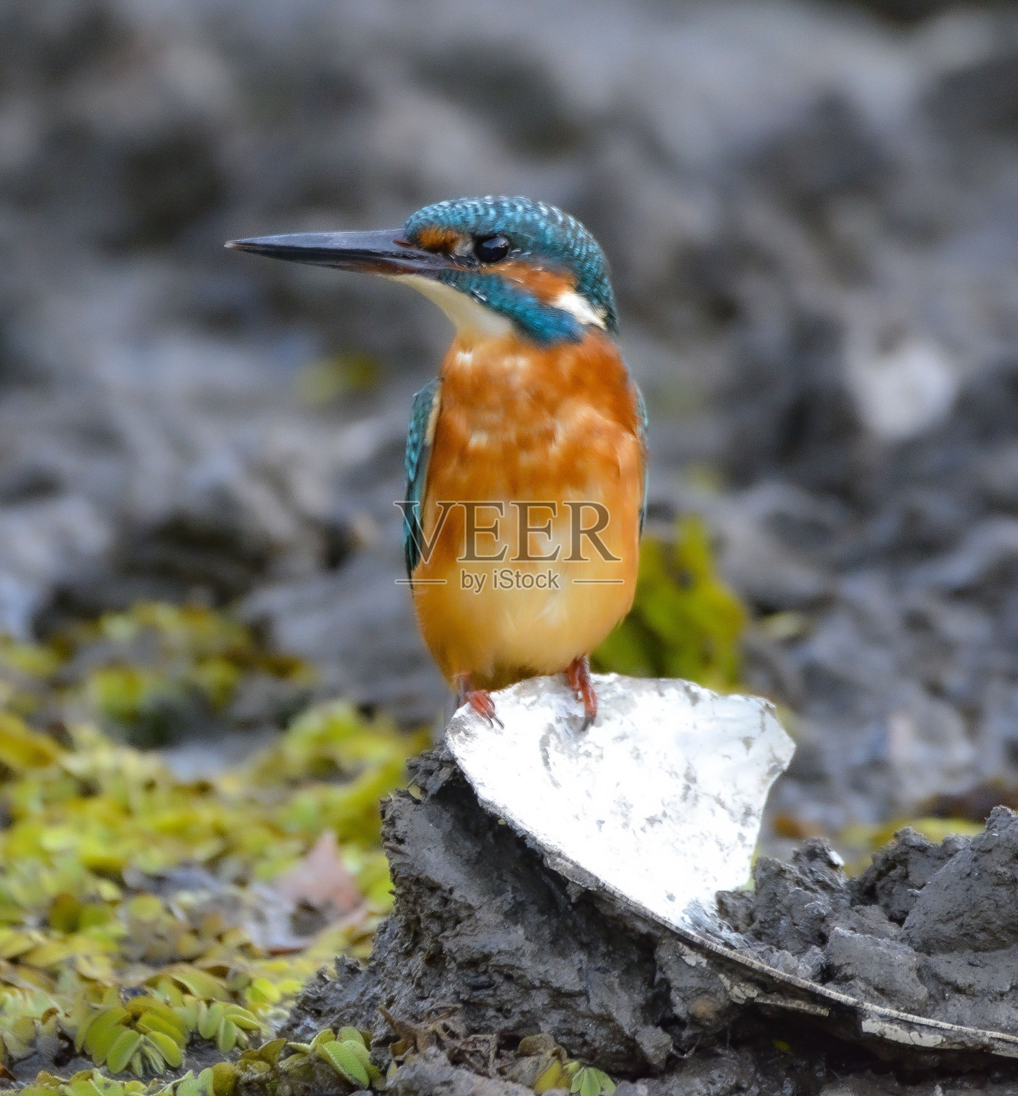 一只普通翠鸟的特写镜头照片摄影图片