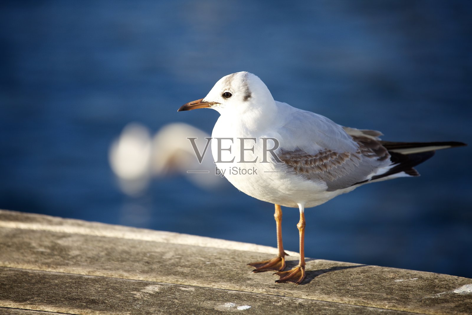 在巴塞罗那，一只海鸥在水中的特写镜头照片摄影图片