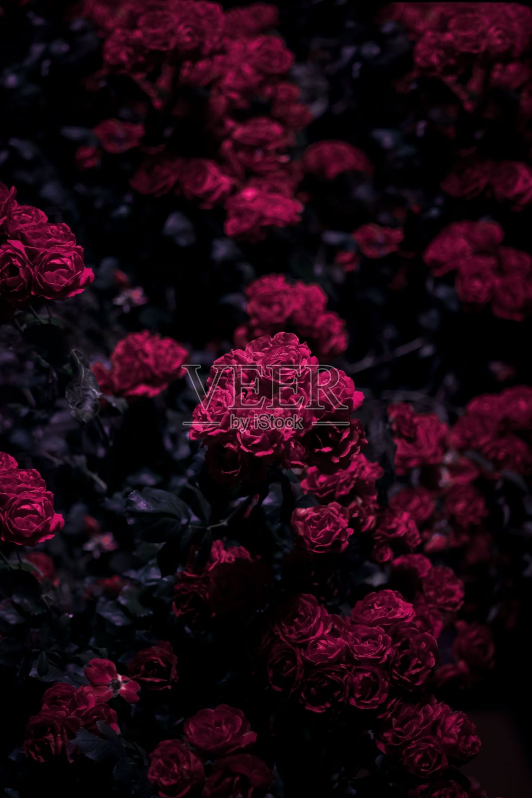 垂直拍摄的红玫瑰花照片摄影图片