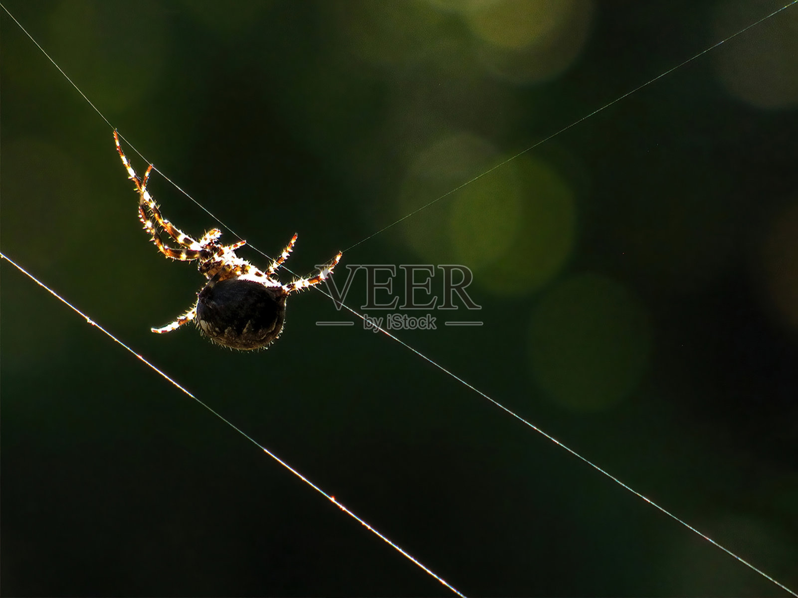 蜘蛛织网捕虫照片摄影图片
