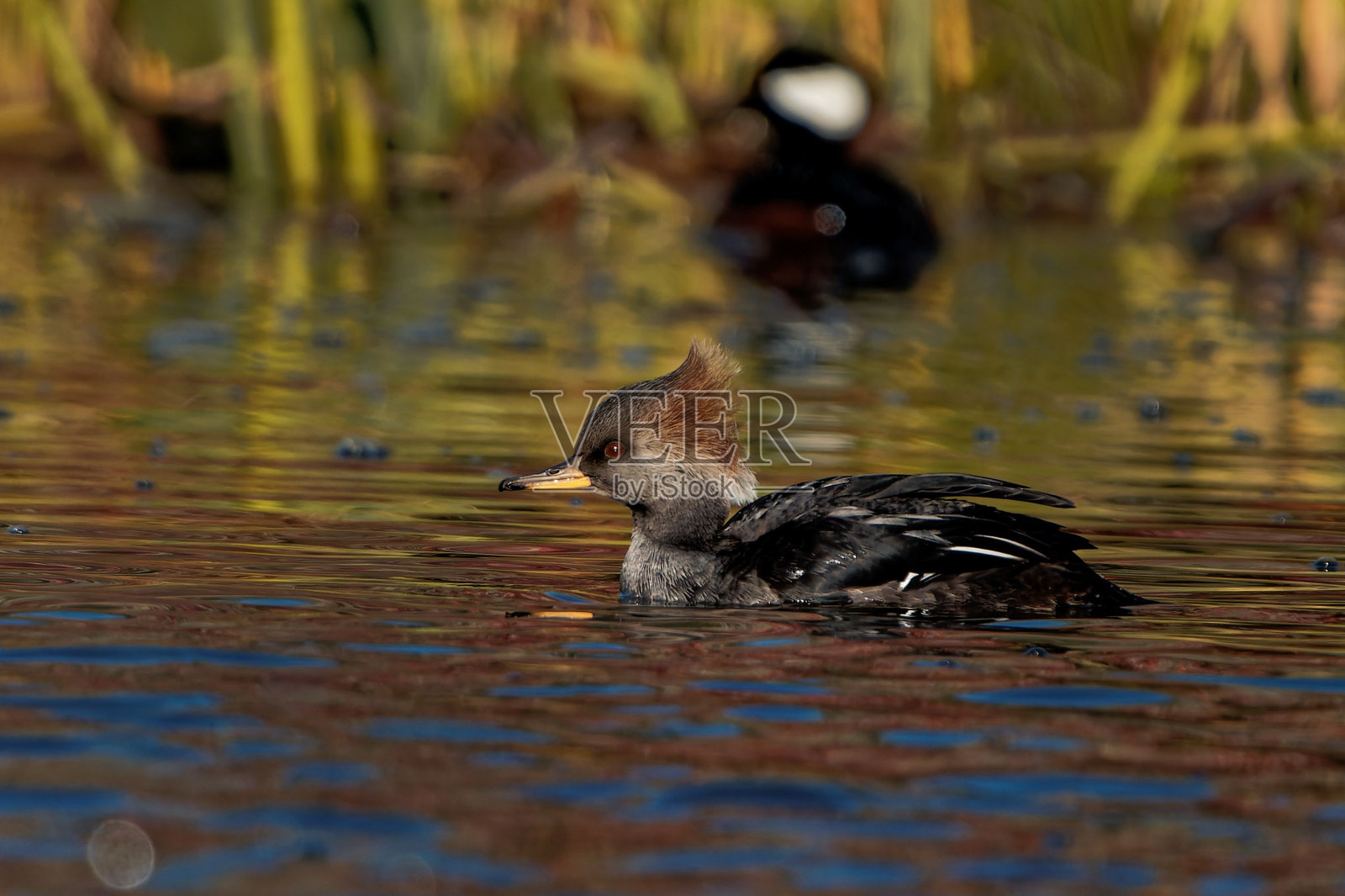 一只戴头巾的mergander在湖中游泳的特写照片摄影图片