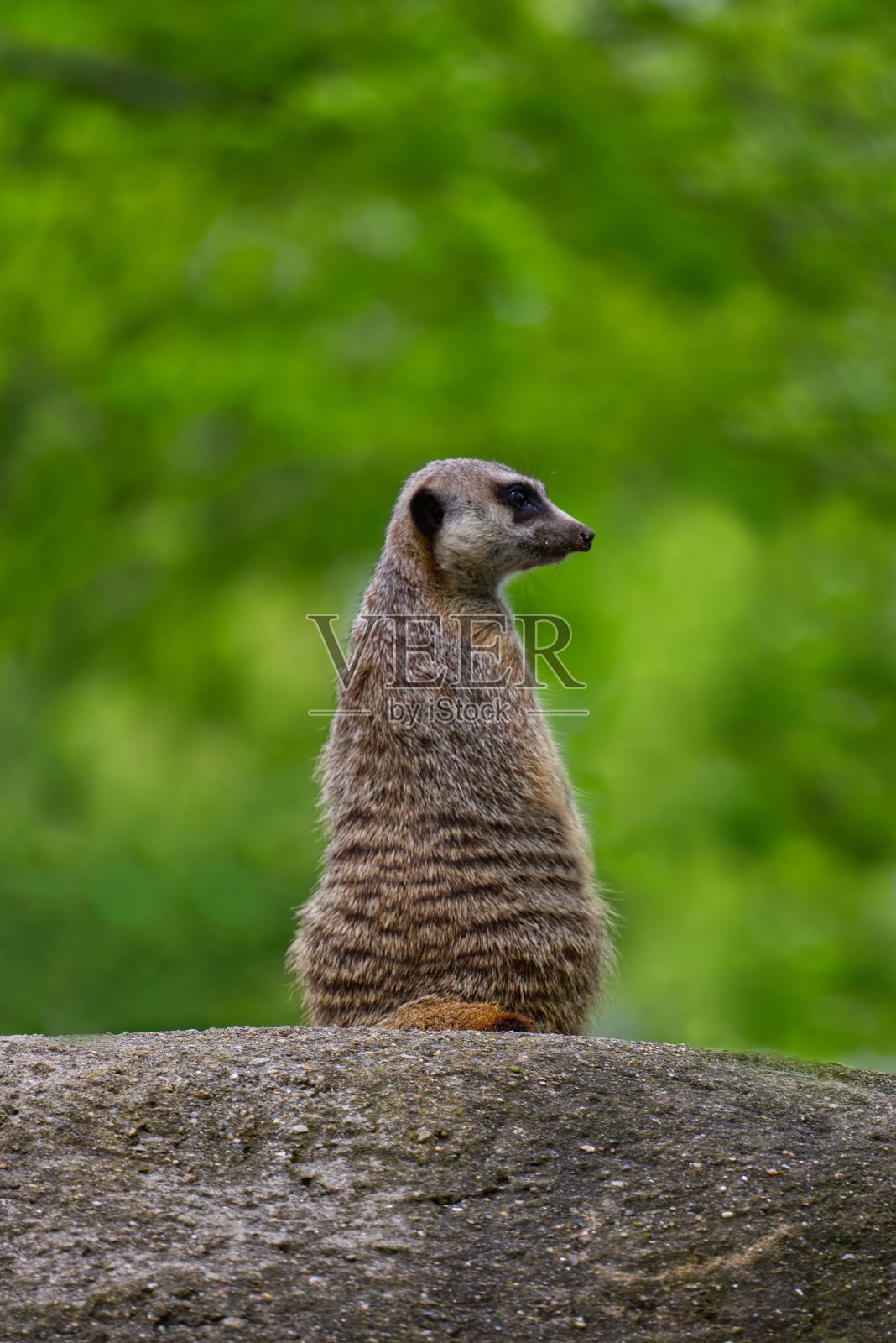 垂直视角的猫鼬从后面休息的岩石与绿色的背景照片摄影图片