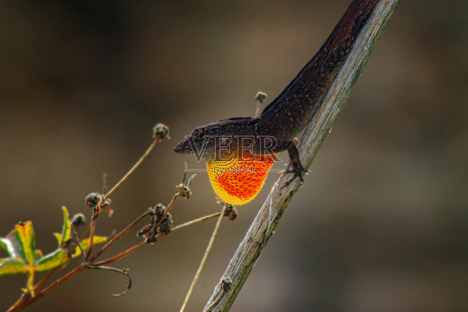 白天，一只棕色变色蜥蜴栖息在一根细长的树枝上照片摄影图片