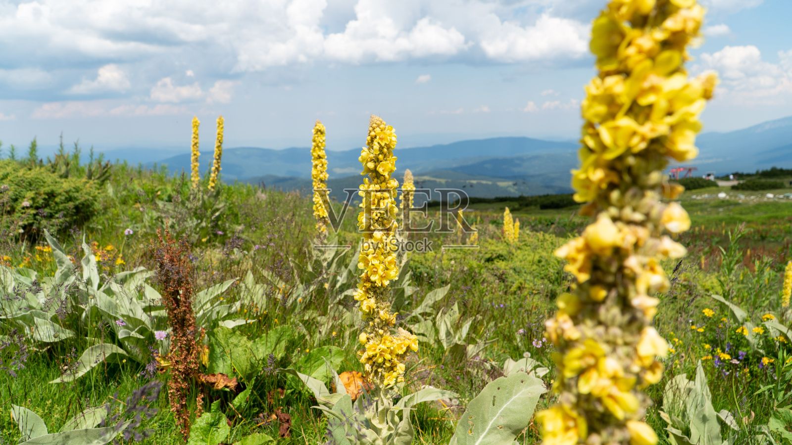 田野里黄色大毛蕊花的特写镜头照片摄影图片