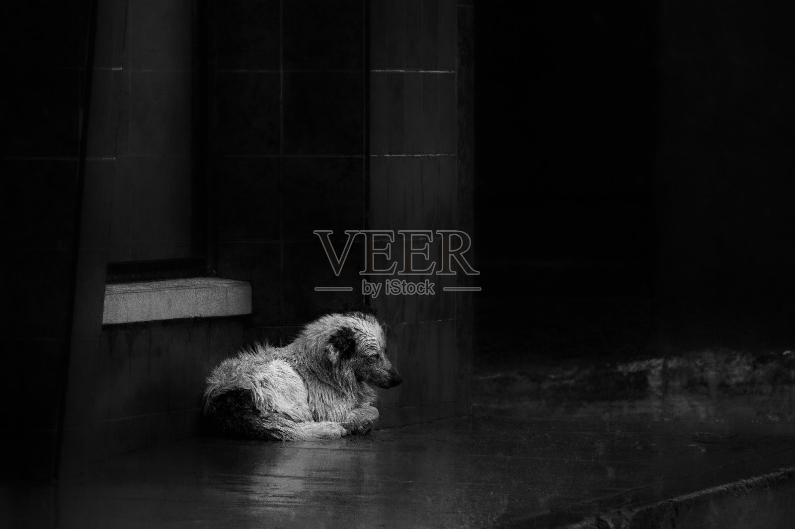 湿狗躺在雨下的人行道上的灰度镜头——抛弃或告别的概念照片摄影图片