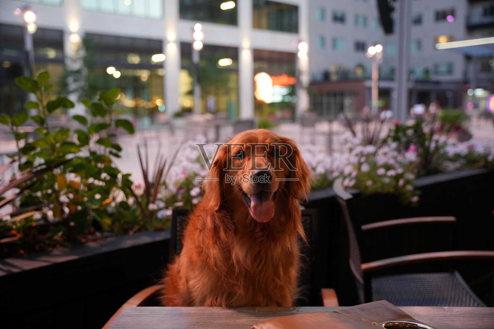 可爱快乐的爱尔兰塞特犬在户外咖啡馆里照片摄影图片