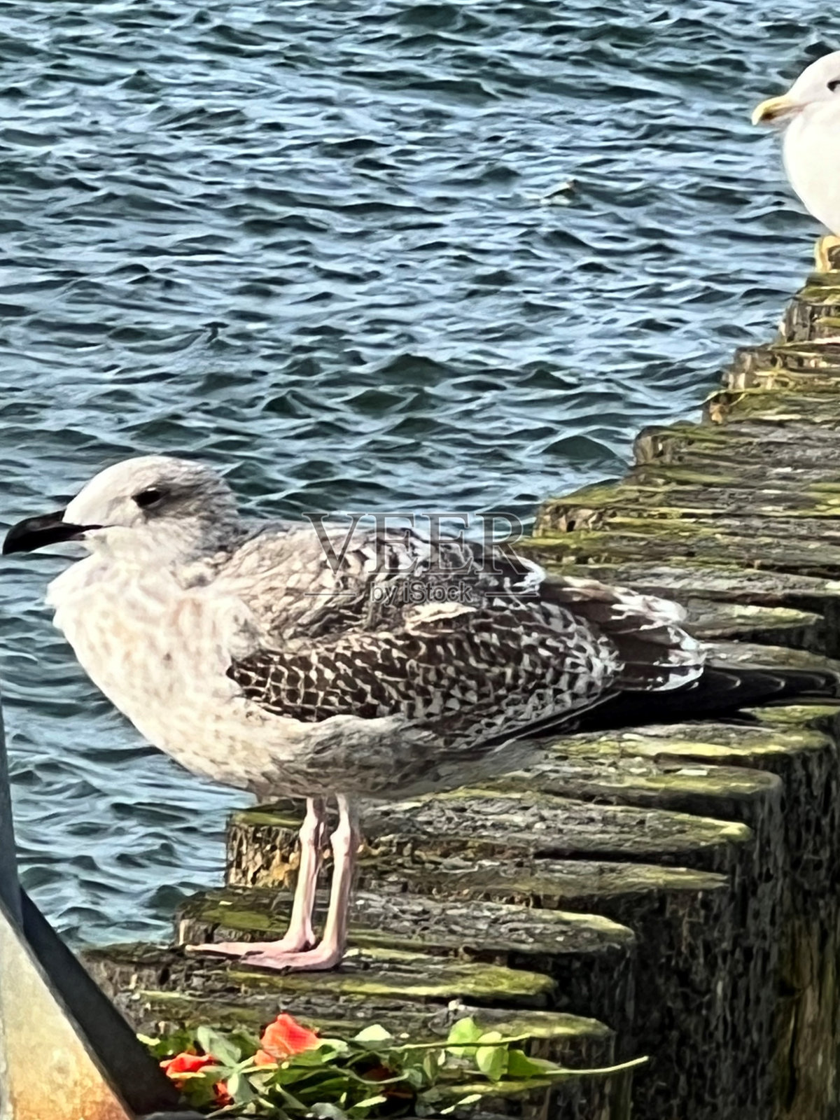 阳光明媚的一天，年轻的Larus marine站在木质防波堤上照片摄影图片