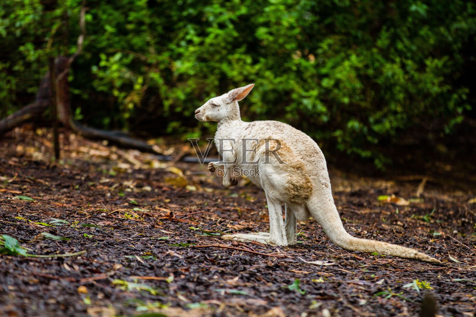 动物园里的白袋鼠照片摄影图片