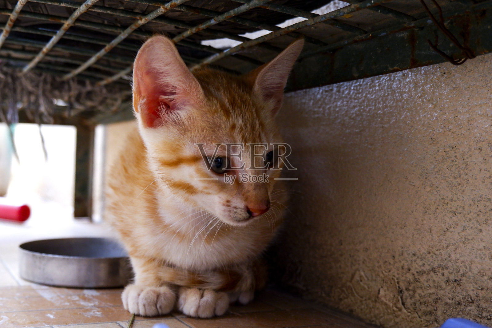 特写一只可爱的阿拉伯猫照片摄影图片