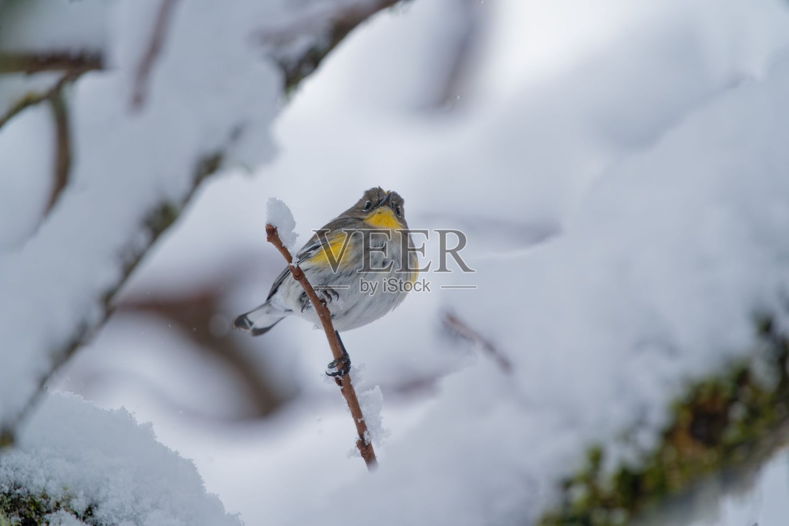 一只鸟栖息在雪枝上的特写镜头照片摄影图片