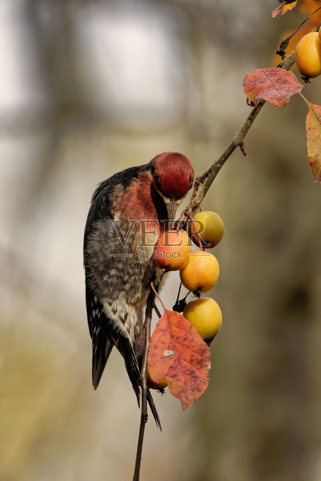 垂直镜头:一只红胸水獭在树枝上吃野果照片摄影图片