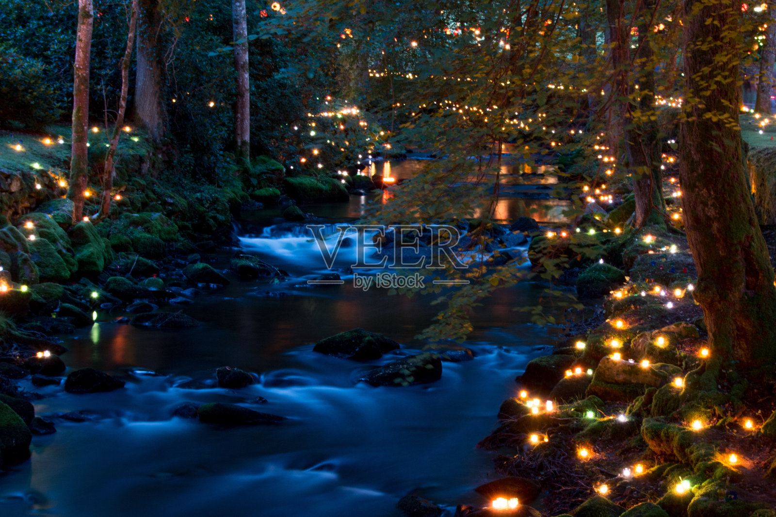 美丽的照片拍摄的森林被萤火虫照亮，创造了一个浪漫的电影场景照片摄影图片