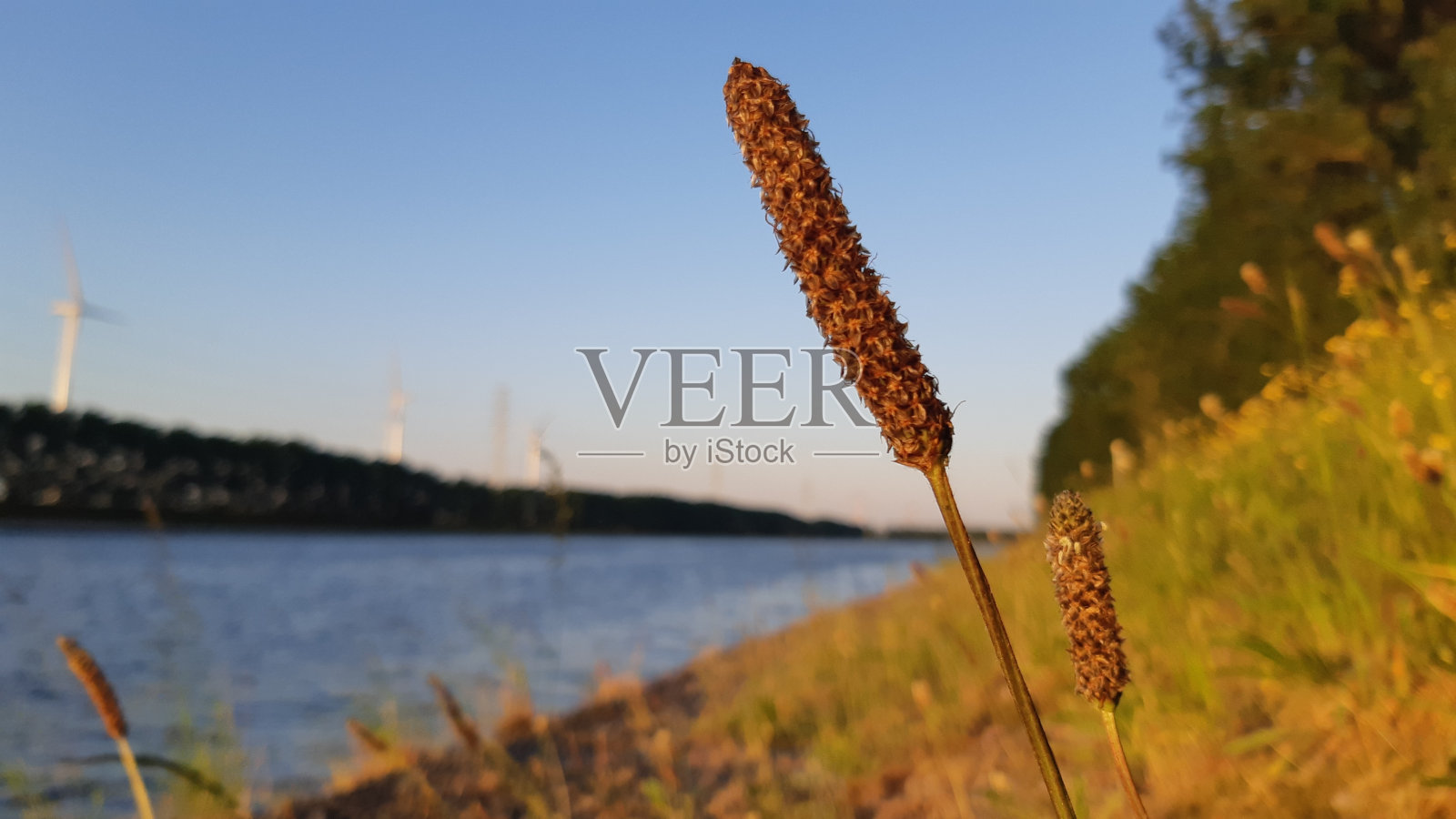 江边盛开着美丽的玉簪花照片摄影图片