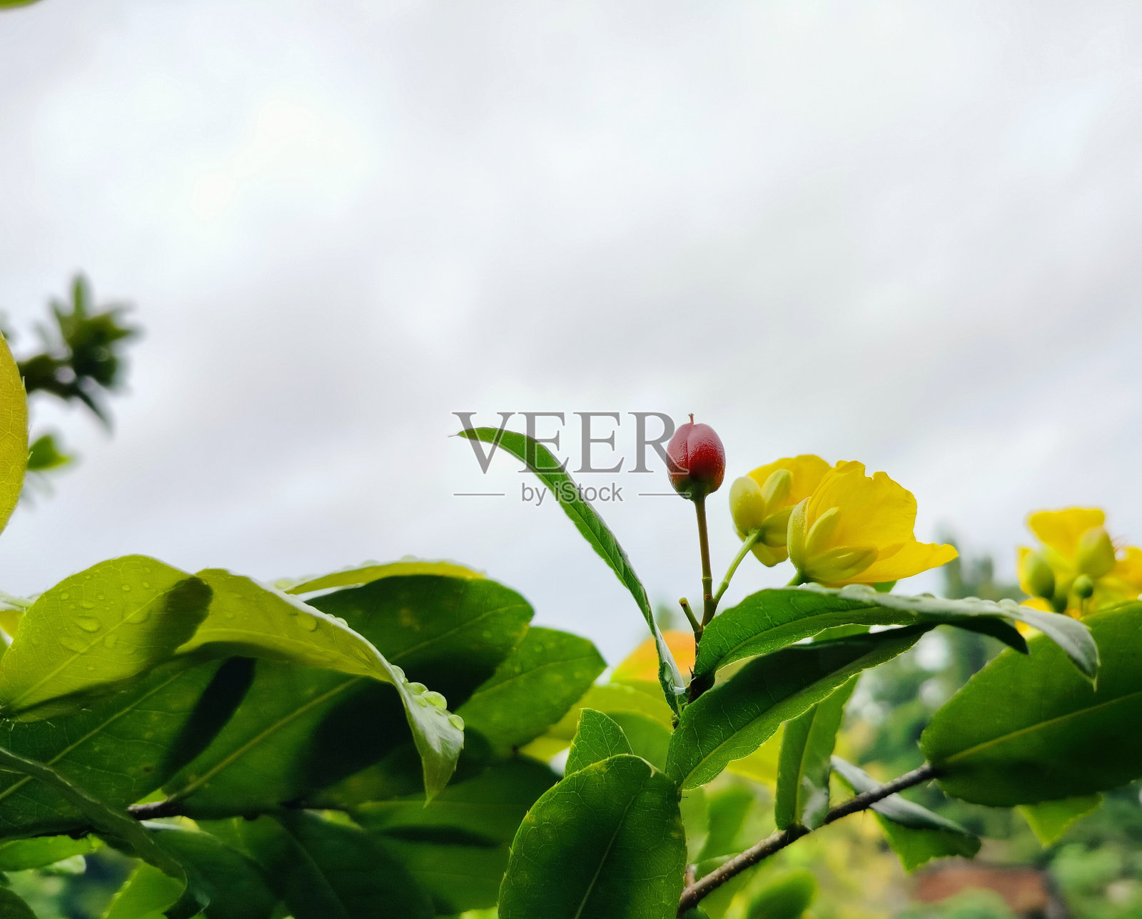 红色和黄色的花照片摄影图片