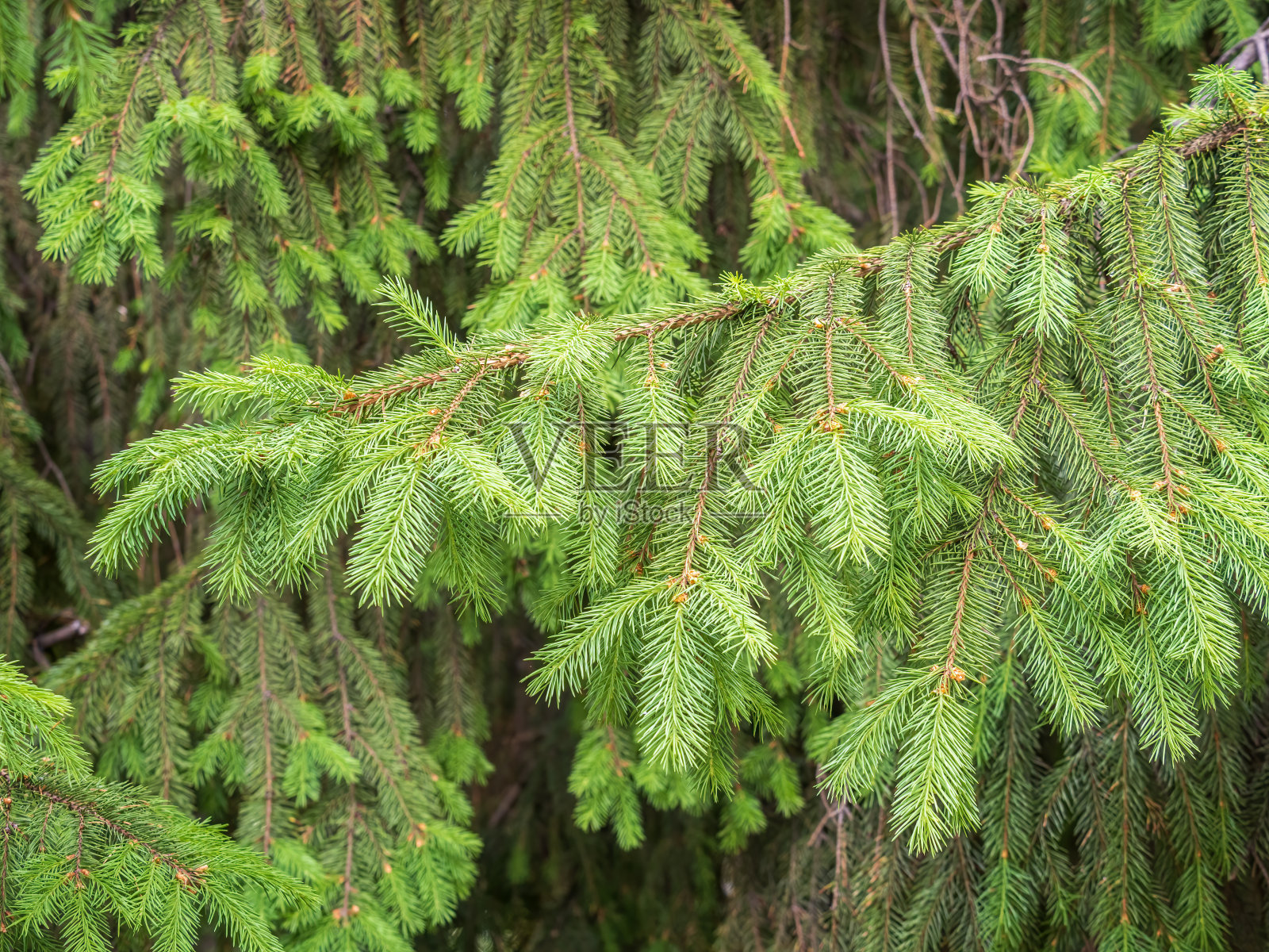 春天有新芽的冷杉枝。照片摄影图片